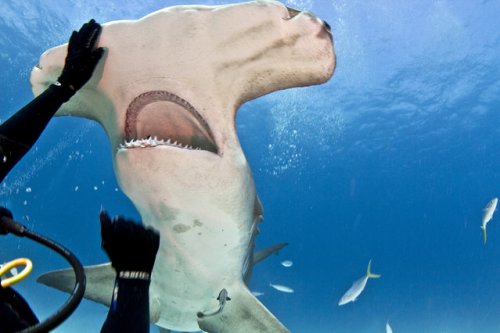 Свободное плавание с молотоголовой акулой (4 фото)
