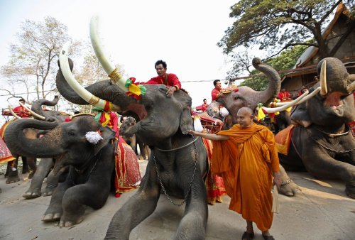 Национальный праздник Таиланда – День слона (9 фото)