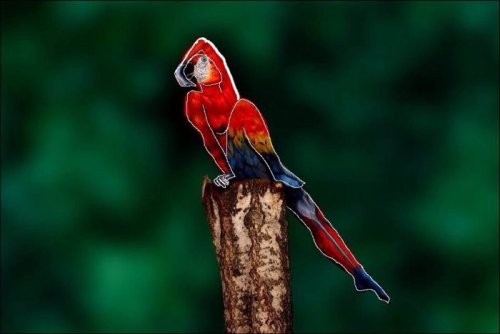 Необычный попугай (4 фото)