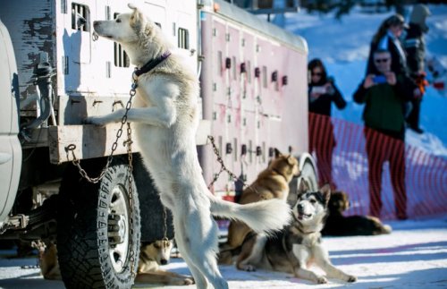 На Аляске состоялись гонки на собачьих упряжках (33 фото)