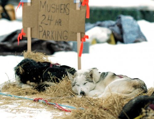 На Аляске состоялись гонки на собачьих упряжках (33 фото)