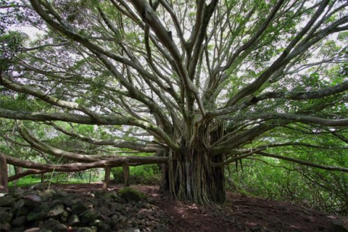 Топ-10 Удивительных легенд о мифологических деревьях