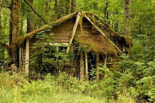 Уединённые лесные домики (24 фото)