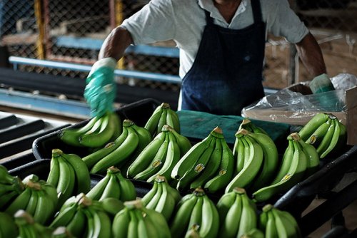Как это делается: выращивание и сбор бананов (15 фото)