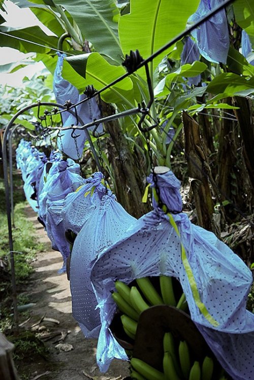 Как это делается: выращивание и сбор бананов (15 фото)
