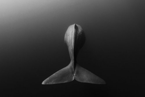 Победители конкурса подводной фотографии 2014 года (26 фото)