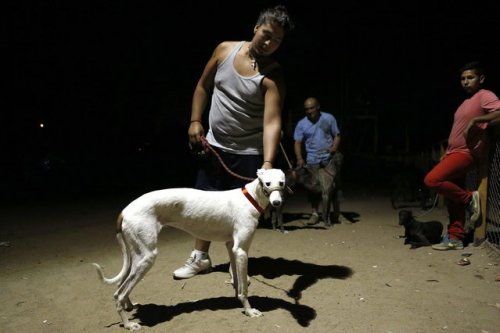 Собачьи бега в Сантьяго (15 фото)