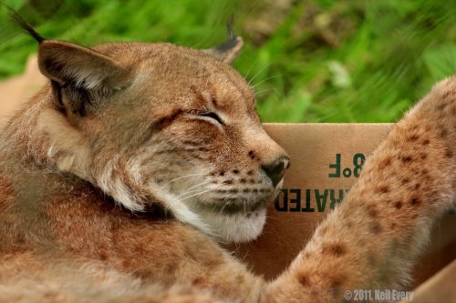 Большие кошки и любовь в коробкам (19 фото)