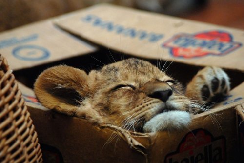 Большие кошки и любовь в коробкам (19 фото)