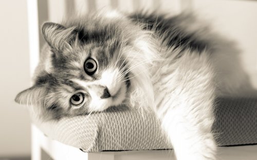 Коты и кошки – позитивчика немножко (23 фото)