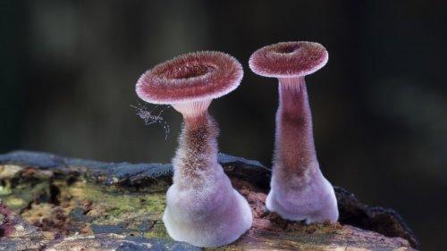 Красочные фотографии грибов от Стива Эксфорда (11 фото)