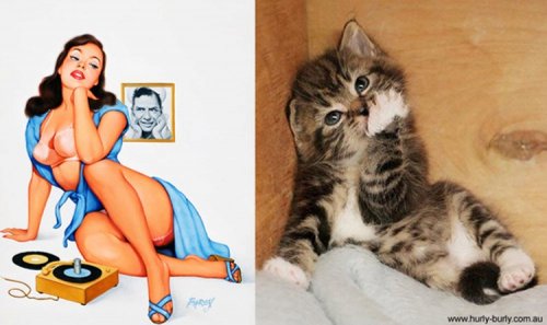 Кошки в образе пинап-девушек (18 фото)