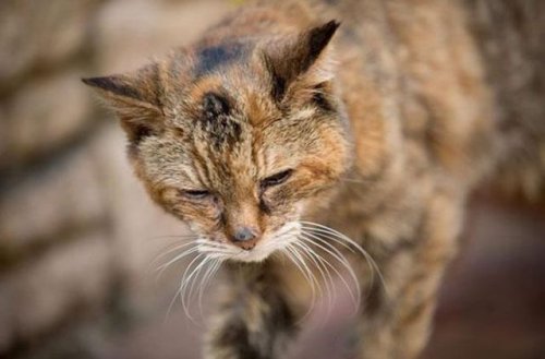 Поппи, самая пожилая кошка в мире (14 фото)