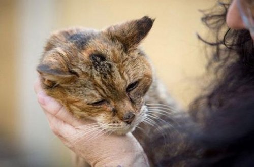 Поппи, самая пожилая кошка в мире (14 фото)