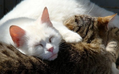 Смешные коты и кошки (19 фото)