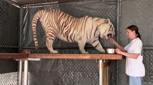 Домашние тигры жительницы Флориды (11 фото + видео)