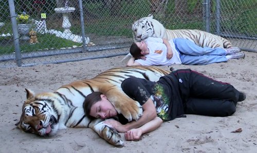 Домашние тигры жительницы Флориды (11 фото + видео)