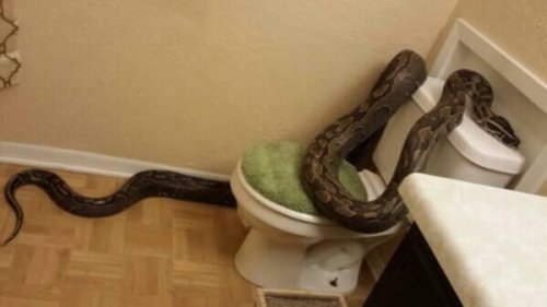 11 Самых странных вещей, найденных в туалете