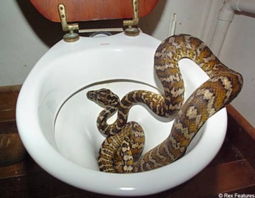 11 Самых странных вещей, найденных в туалете