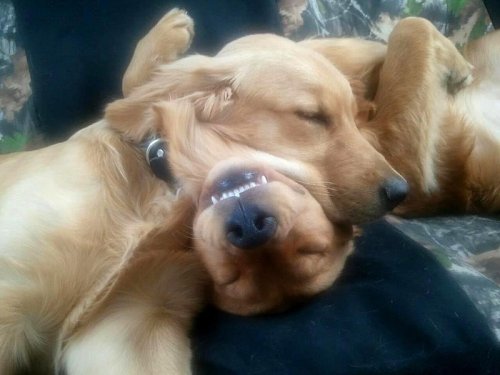 Смешные спящие собаки (30 фото)