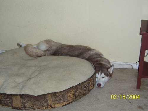 Смешные спящие собаки (30 фото)