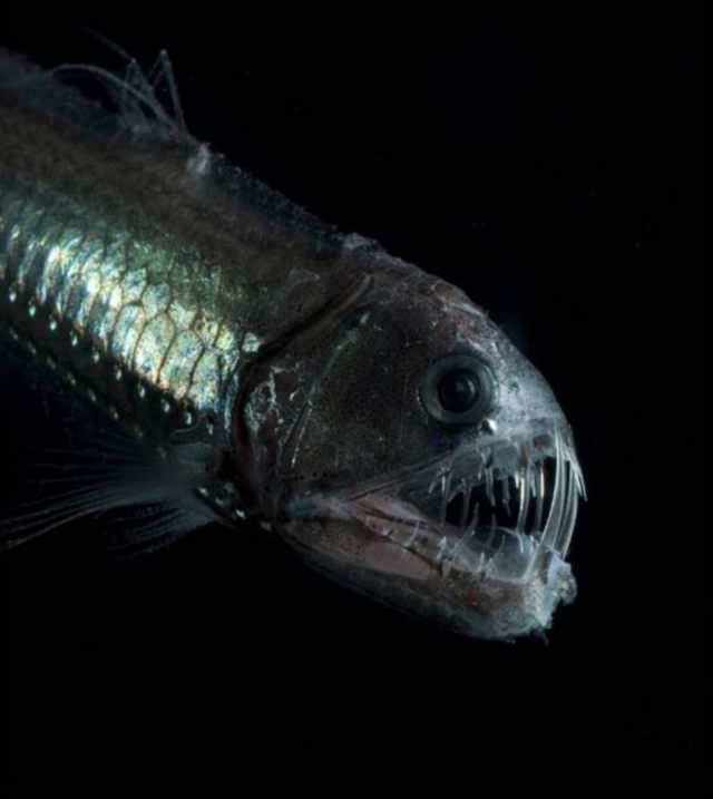 Рыбы Глубин Фото