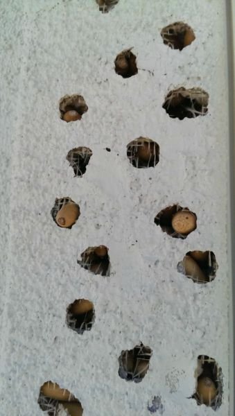 Дом, обстрелянный …дятлами (5 фото)