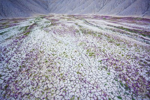 Цветочные ландшафты пустыни штата Юта (11 фото)