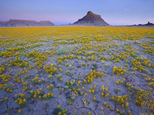 Цветочные ландшафты пустыни штата Юта (11 фото)