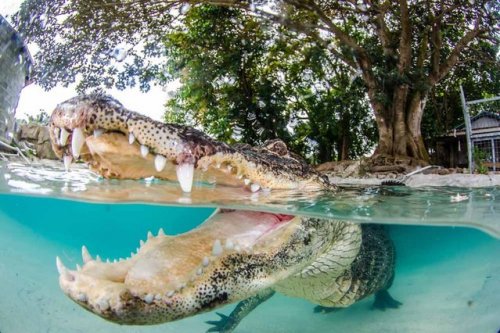Плавание с аллигаторами (8 фото)
