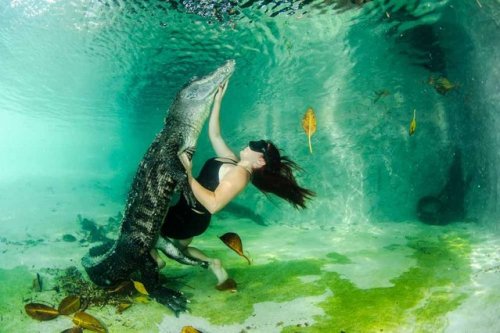Плавание с аллигаторами (8 фото)