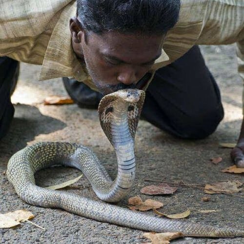Индиец Вава Суреш, самый смелый на планете специалист по змеям (16 фото)