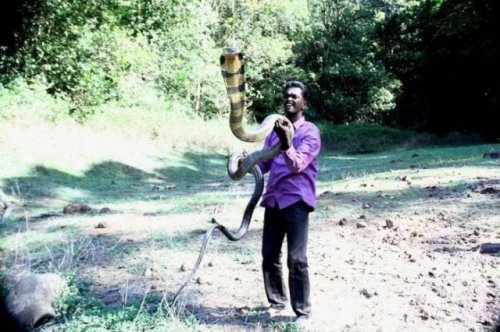 Индиец Вава Суреш, самый смелый на планете специалист по змеям (16 фото)