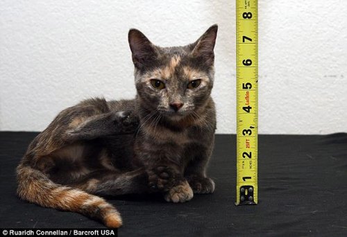 Кошка Пиксель – самая низкорослая в мире (6 фото)