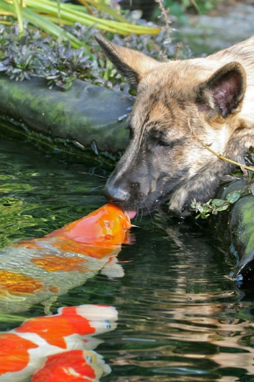 Поцелуи в мире животных (18 фото)