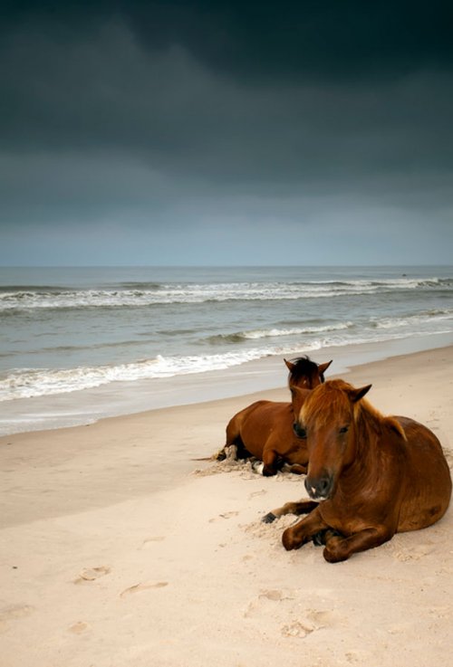 Животные на пляже (22 фото)