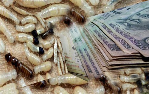 10 Самых невероятных нашествий насекомых