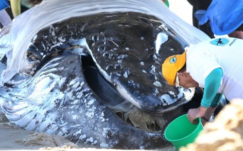 Спасение детёныша горбатого кита, застрявшего на отмели (16 фото)