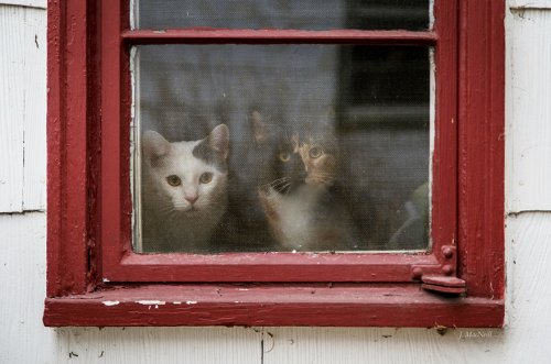 Коты и кошки у окошка (31 фото)
