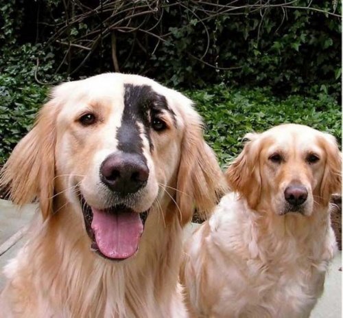 Собаки с уникальным и необычным окрасом (19 фото)