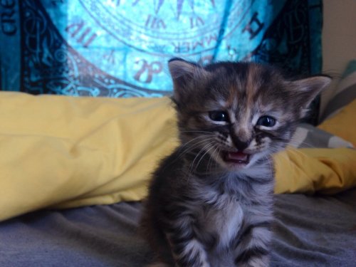 Purrmanently Sad Cat, или Мурманентно грустный котёнок (9 фото)