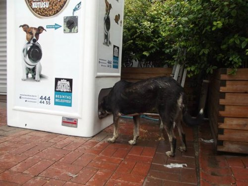 Вендинговые автоматы на улицах Стамбула кормят бездомных животных (7 фото + видео)