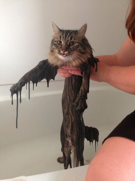 Фотожабы на мокрого кота (26 шт)