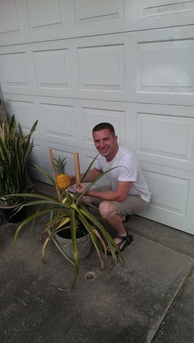 Можно ли в домашних условиях вырастить ананас? (20 фото)