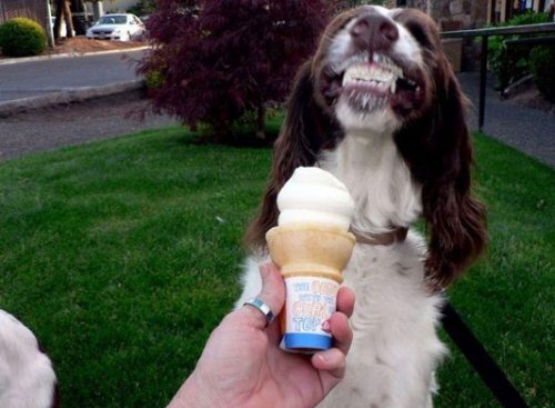 Мороженое – любимое лакомство животных (15 фото)