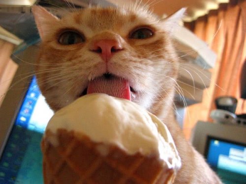 Мороженое – любимое лакомство животных (15 фото)