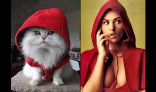 Коты и кошки в образе моделей (29 фото)