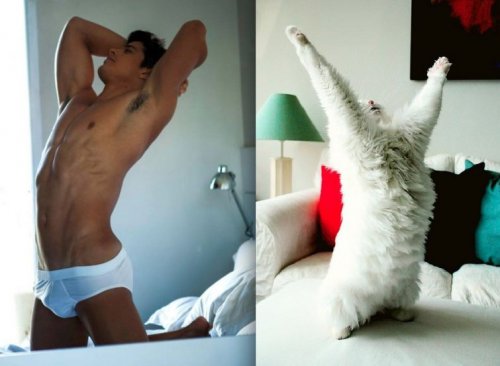 Коты и кошки в образе моделей (29 фото)
