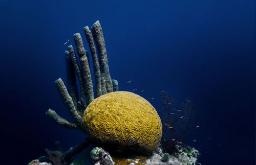 Топ-7: Самые живописные коралловые рифы на планете (25 фото)