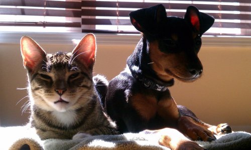 Удивительная дружба: кот Уинстон заботится о псе Зике (11 фото + видео)
